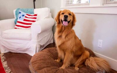 How to Keep Your House Clean with Dogs