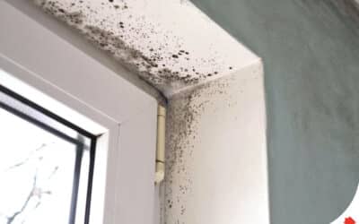 How To Get Rid Of Mold?
